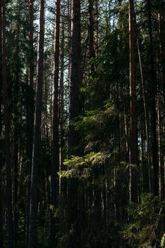 A spring forest. Warm sunlight, deep shadows, and bright patches of sun.