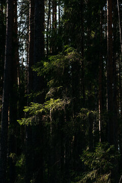A spring forest. Warm sunlight, deep shadows, and bright patches of sun.