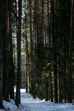 A spring forest. Warm sunlight, deep shadows, and bright patches of sun.