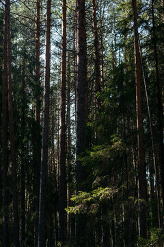 A spring forest. Warm sunlight, deep shadows, and bright patches of sun.