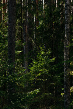 A spring forest. Warm sunlight, deep shadows, and bright patches of sun.