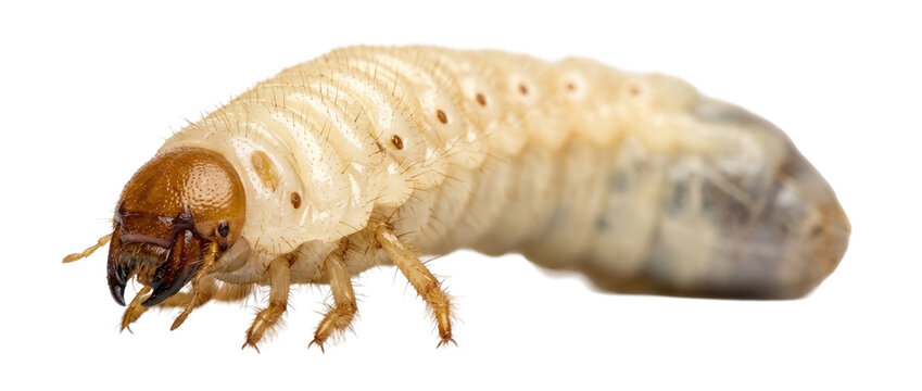 Macro extreme close up of a grub worm on white