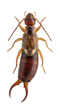 Close up of an earwig insect