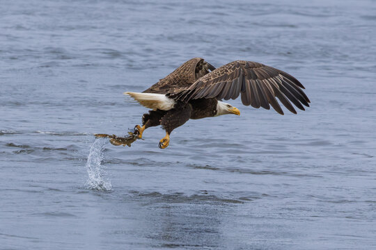 Got it! - Bald Eagle grabbing a fish from the Susquehanna River