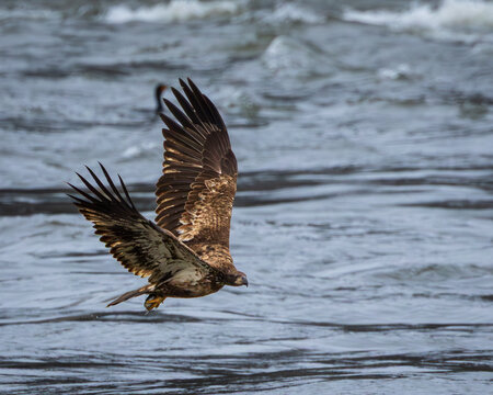 Juvenile Bald Eagle just after having caught a fish in the river