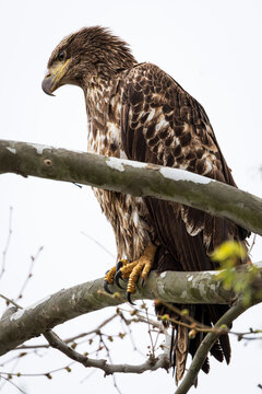 Juvenile Bald Eagle sitting and waiting in a tree after a failed fishing attempt
