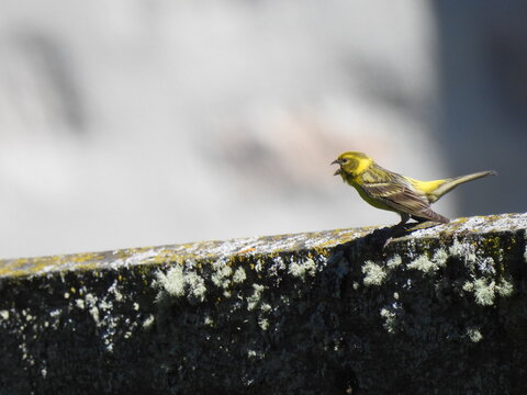 European serin perched on a stone wall with its beak open, singing. The bird stands out against a soft blurred background. 