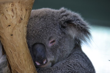 koala © SabryArdore