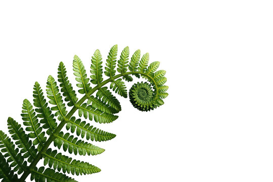 Green fern fiddlehead unfurling, new life and growth, nature's spiral form and koru symbol, transparent background