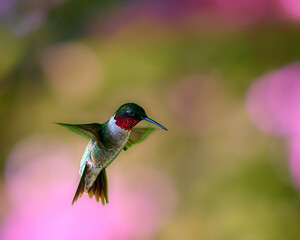 Naklejka premium Image of Ruby-throated Hummingbird hovering on colorful background 