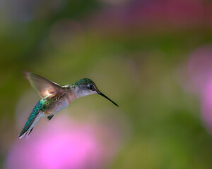 Naklejka premium Close-up image of flying Hummingbird 