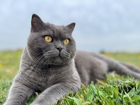 Brit&aacute;nico azul 