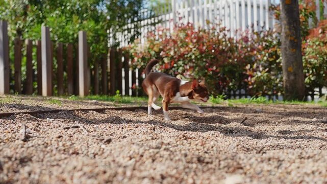 A small brown and white Chihuahua dog runs across a gravel path in a sunny park in slow motion. Low angle view following the cute puppy