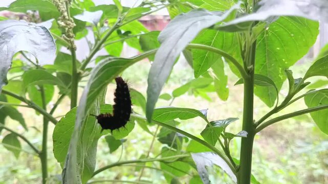a cocoon hanging from a bush branch, the metamorphosis process of the pupa phase of a butterfly