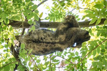 Naklejka premium Brown-throated sloth (Bradypus variegatus) in a tree in Centennial Park, in Cartagena, Colombia