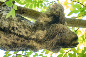 Naklejka premium Brown-throated sloth (Bradypus variegatus) in a tree in Centennial Park, in Cartagena, Colombia
