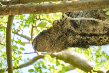 Naklejka premium Brown-throated sloth (Bradypus variegatus) in a tree in Centennial Park, in Cartagena, Colombia