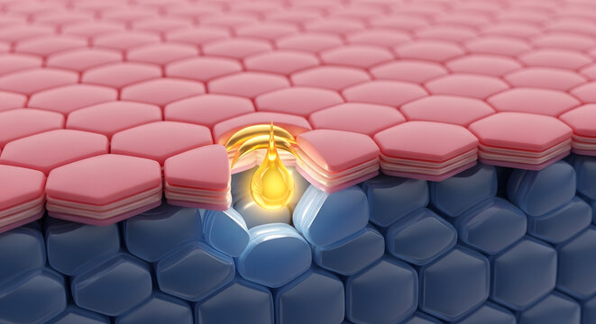 Epidermis cell layer hair root follicle oil droplet secretion moisture barrier lipid protection microscopic medical illustration