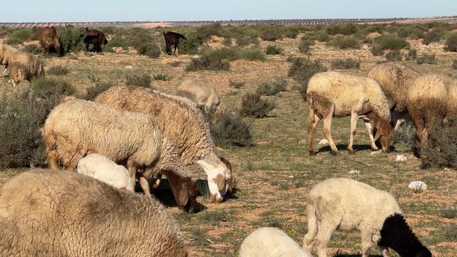 A Herd of Tunisia Sheep in the Sahara Desert