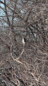 &Eacute;pervier brun (Accipiter striatus) immature sur une branche d'arbre, Quebec, Canada.