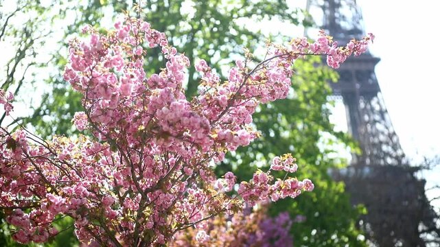 Spring view of blooming pink cherry blossoms in Paris, France. Romantic seasonal travel footage with delicate flowers, pastel colors, and iconic Parisian atmosphere