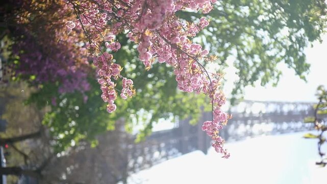 Spring view of blooming pink cherry blossoms in Paris, France. Romantic seasonal travel footage with delicate flowers, pastel colors, and iconic Parisian atmosphere
