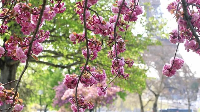 Spring view of blooming pink cherry blossoms in Paris, France. Romantic seasonal travel footage with delicate flowers, pastel colors, and iconic Parisian atmosphere