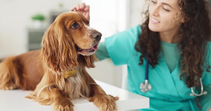 Veterinarian with spaniel dog during clinic checkup. Female vet examines calm cocker on table with stethoscope, showing animal care, wellness and treatment. Concept shows trusted pet care.
