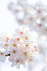 Fototapeta premium 朝日を浴びる満開の桜