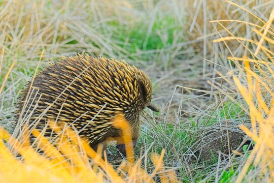 Short beaked echidna (tachyglossus aculeatus) wandering through the grass, foraging for food, in the early evening light.