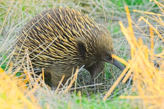 Short beaked echidna (tachyglossus aculeatus) wandering through the grass, foraging for food, in the early evening light.