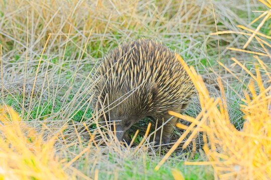Short beaked echidna (tachyglossus aculeatus) wandering through the grass, foraging for food, in the early evening light.