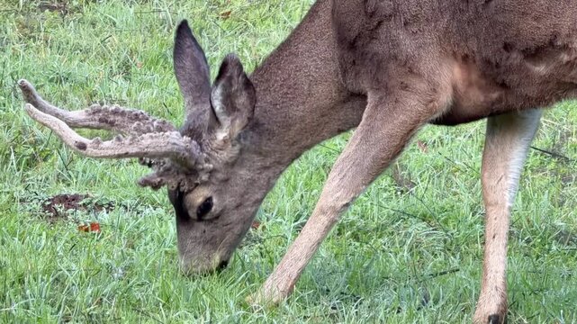 Closeup of a mule deer showing antler details	