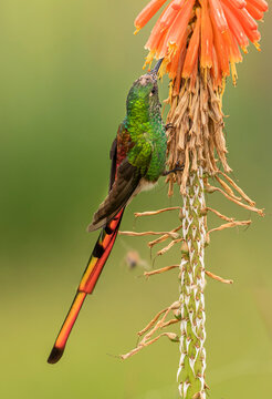 Red-tailed Comet hummingbird 