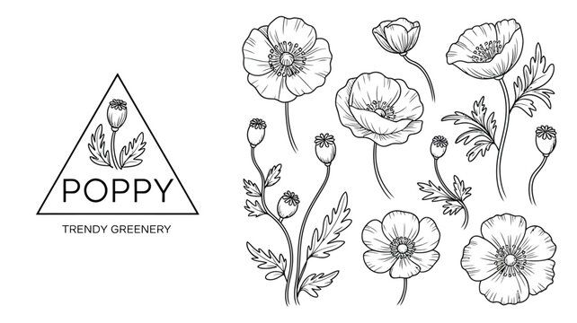 A botanical illustration features several poppy flowers and buds arranged around a triangular design with the word poppy high quality professional detailed modern elegant stylish clean