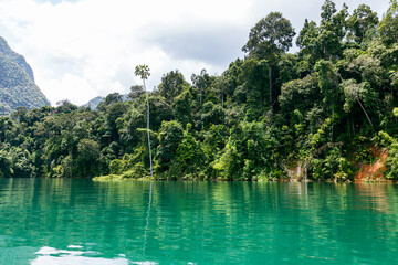 Fototapeta premium Palm tree and forest view at Cheow Lan Lake in Khao Sok National Park