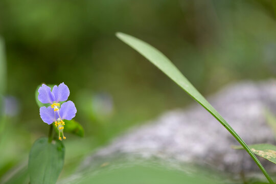 Macro of small purple Dayflower blooming on mossy ground in Korean forest