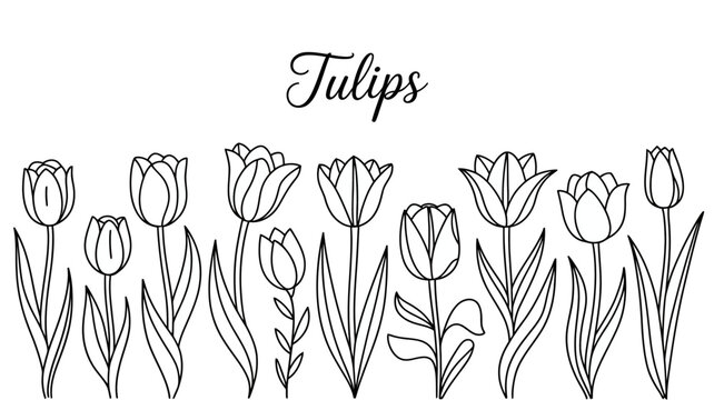A decorative illustration features a row of simple outlined tulips with leaves presented above the handwritten word tulips high quality professional detailed modern elegant stylish clean