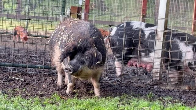 Male and female pigs with piglet on a farm	