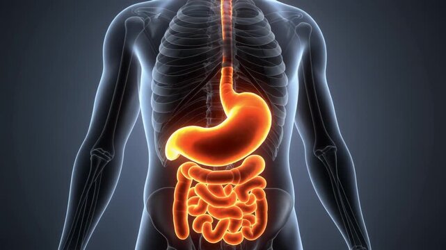 Detailed 3D render of the human digestive system, with stomach and intestines illuminated. Perfect for medical education and scientific study of internal anatomy and organ health