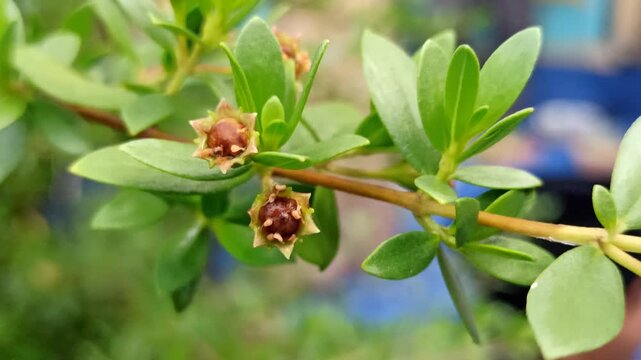 Carissa carandas flowers bloom with small white petals and a subtle fragrance, adding delicate beauty to a tropical garden.