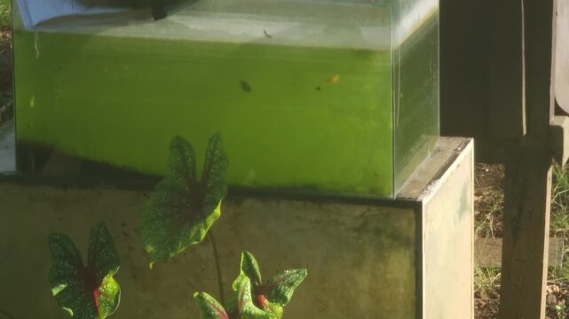 Small guppy fish swimming in an outdoor glass aquarium filled with green algae water next to a potted Caladium bicolor plant