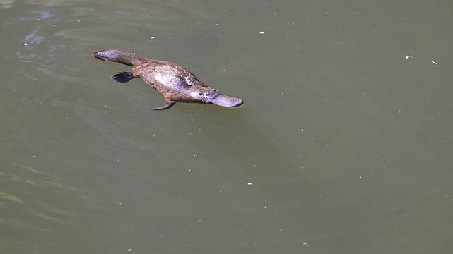 platypus, Ornithorhynchus anatinus, a semiaquatic, egg laying mammal endemic to eastern Australia, including Tasmania, swimming in clear water a of broken river at Eungella, Queensland.