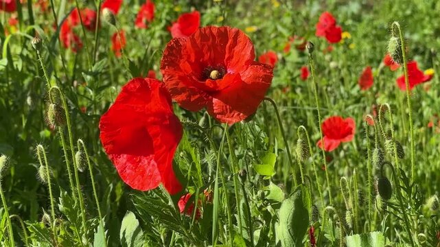 Closeup of Beautiful Red Remembrance War Poppies