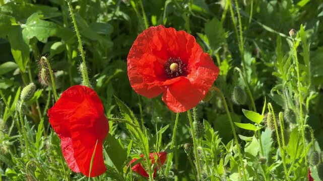 Closeup of Beautiful Red Remembrance War Poppies
