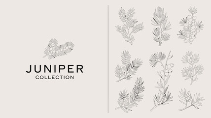 A minimalist illustration showcases various sprigs and branches of juniper plants alongside the text juniper collection high quality professional detailed modern elegant stylish clean crisp vibrant © rocky