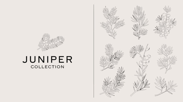 A minimalist illustration showcases various sprigs and branches of juniper plants alongside the text juniper collection high quality professional detailed modern elegant stylish clean crisp vibrant