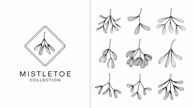 A collection of delicate mistletoe illustrations in black and white featuring both individual sprigs and a framed design high quality professional detailed modern elegant stylish clean