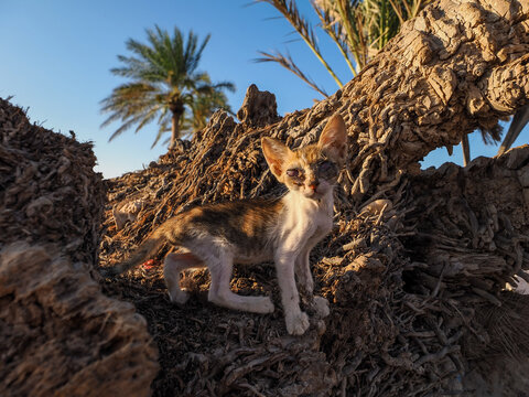 Sick stray kitten (Felis catus) on palm tree copy space