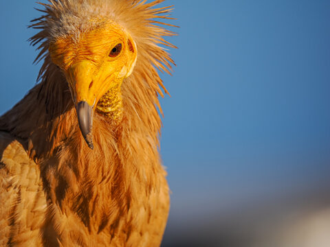 Egyptian Vulture (Neophron percnopterus) golden hour portrait Socotra copy space